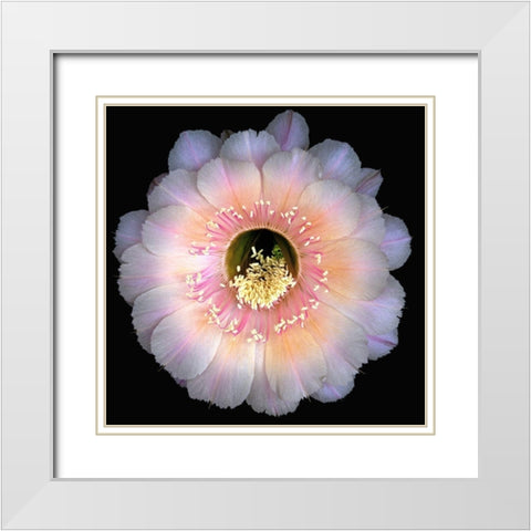 Echinopsis Cactus Keepsake White Modern Wood Framed Art Print with Double Matting by Reynolds, Richard