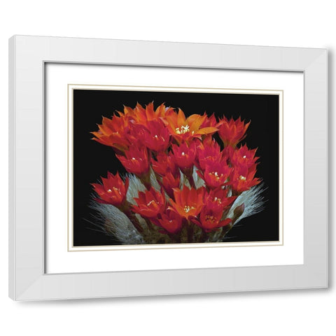 Rebutia Albipilosa - White-Haired Crown Cactus White Modern Wood Framed Art Print with Double Matting by Reynolds, Richard