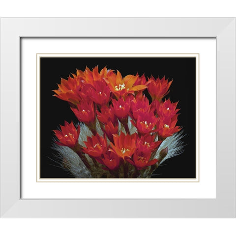 Rebutia Albipilosa - White-Haired Crown Cactus White Modern Wood Framed Art Print with Double Matting by Reynolds, Richard
