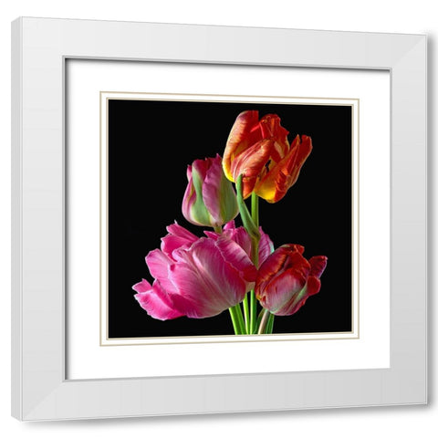 Parrot Tulips 2 White Modern Wood Framed Art Print with Double Matting by Reynolds, Richard