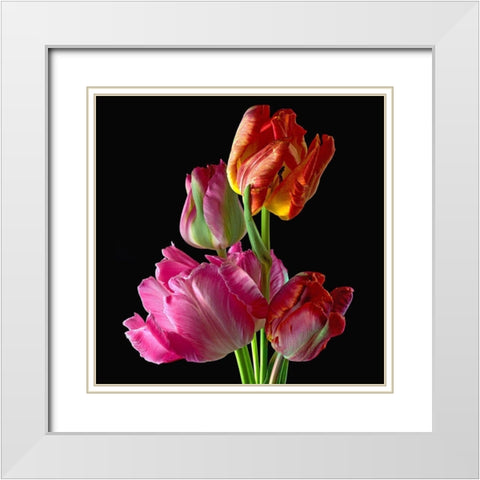 Parrot Tulips 2 White Modern Wood Framed Art Print with Double Matting by Reynolds, Richard