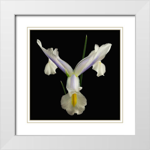 Dutch Iris 2 White Modern Wood Framed Art Print with Double Matting by Reynolds, Richard