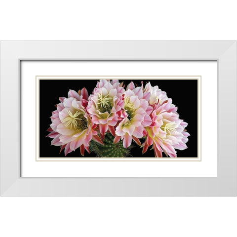 Trichocereus Cactus Flying Saucer White Modern Wood Framed Art Print with Double Matting by Reynolds, Richard