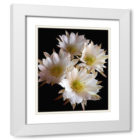 Easter Lily Cactus White Modern Wood Framed Art Print with Double Matting by Reynolds, Richard