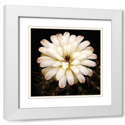 Chin Cactus 1 White Modern Wood Framed Art Print with Double Matting by Reynolds, Richard