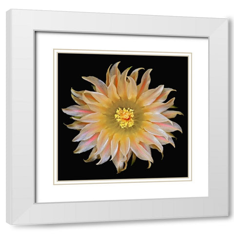 Eriosyce Carrizalensis White Modern Wood Framed Art Print with Double Matting by Reynolds, Richard