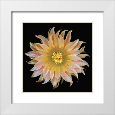 Eriosyce Carrizalensis White Modern Wood Framed Art Print with Double Matting by Reynolds, Richard