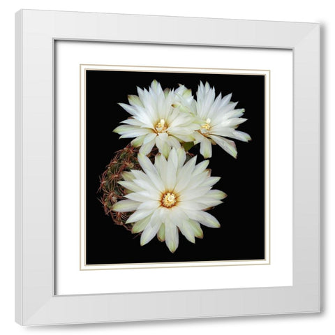 Gymnocalycium Mesopotamicum White Modern Wood Framed Art Print with Double Matting by Reynolds, Richard