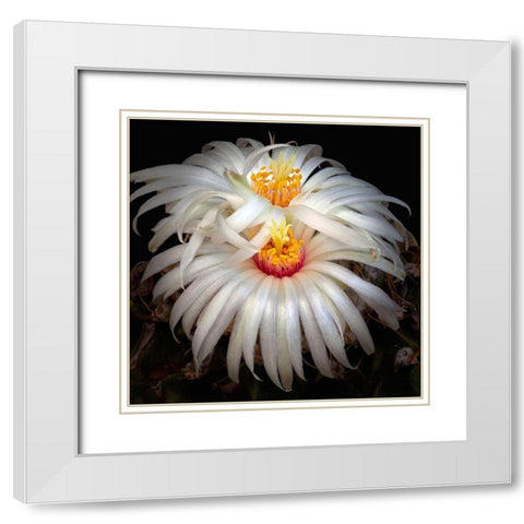 Artichoke Cactus White Modern Wood Framed Art Print with Double Matting by Reynolds, Richard