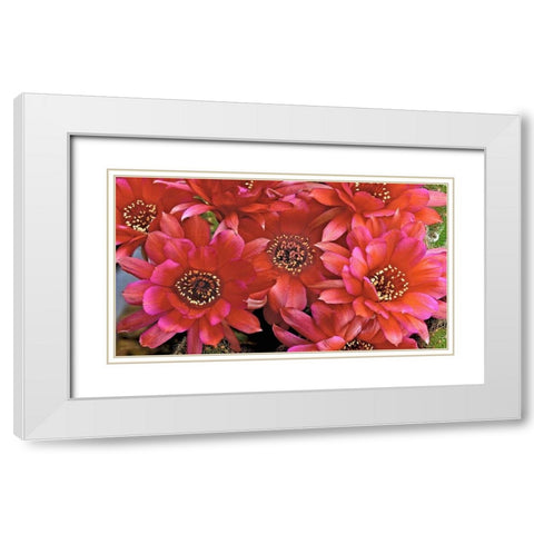 Lovibia Cactus White Modern Wood Framed Art Print with Double Matting by Reynolds, Richard