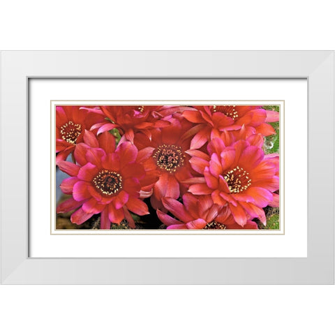 Lovibia Cactus White Modern Wood Framed Art Print with Double Matting by Reynolds, Richard