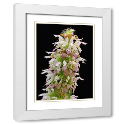 Horsemint White Modern Wood Framed Art Print with Double Matting by Reynolds, Richard