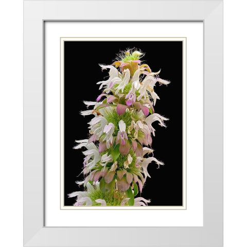 Horsemint White Modern Wood Framed Art Print with Double Matting by Reynolds, Richard