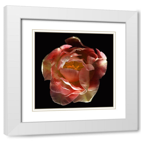 Tulip Angelique White Modern Wood Framed Art Print with Double Matting by Reynolds, Richard