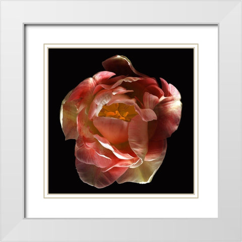 Tulip Angelique White Modern Wood Framed Art Print with Double Matting by Reynolds, Richard