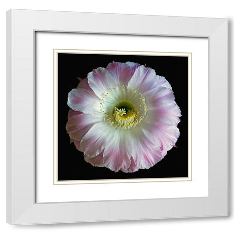 Echinopsis Cactus Gossamer White Modern Wood Framed Art Print with Double Matting by Reynolds, Richard