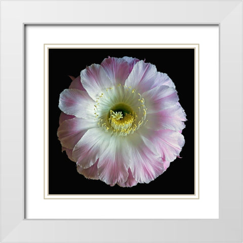 Echinopsis Cactus Gossamer White Modern Wood Framed Art Print with Double Matting by Reynolds, Richard