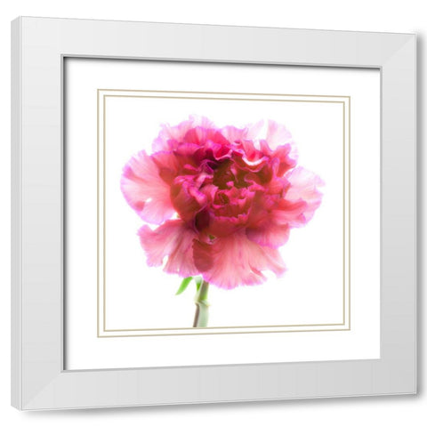 Carnation Purple White Modern Wood Framed Art Print with Double Matting by Reynolds, Richard