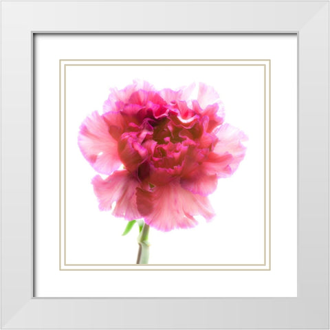 Carnation Purple White Modern Wood Framed Art Print with Double Matting by Reynolds, Richard