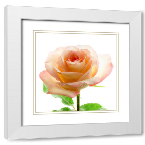 Rose White Modern Wood Framed Art Print with Double Matting by Reynolds, Richard