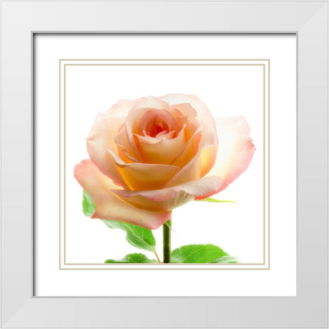 Rose White Modern Wood Framed Art Print with Double Matting by Reynolds, Richard