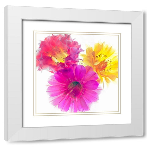 Three Echinopsis White Modern Wood Framed Art Print with Double Matting by Reynolds, Richard