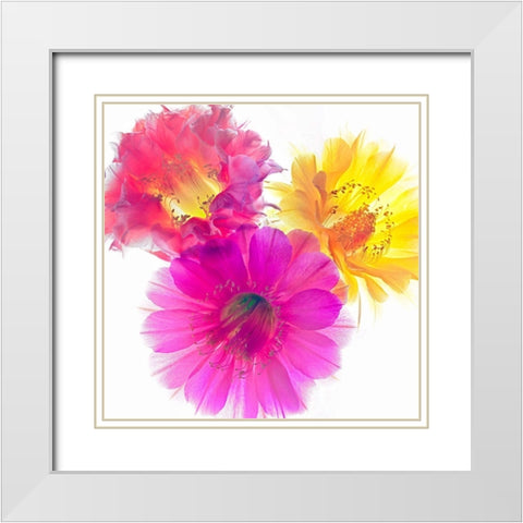 Three Echinopsis White Modern Wood Framed Art Print with Double Matting by Reynolds, Richard