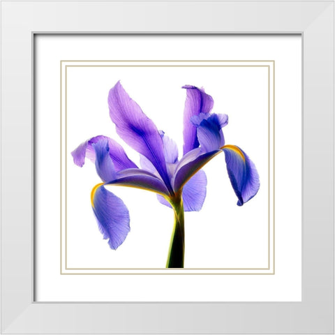 Iris Blue White Modern Wood Framed Art Print with Double Matting by Reynolds, Richard