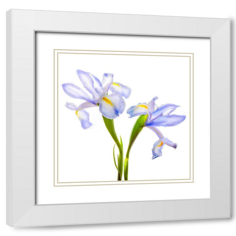 Iris It Blue White Modern Wood Framed Art Print with Double Matting by Reynolds, Richard