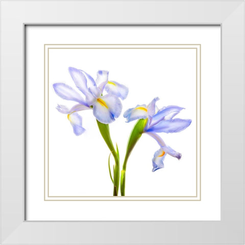 Iris It Blue White Modern Wood Framed Art Print with Double Matting by Reynolds, Richard