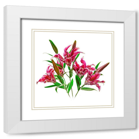 Stargazers White Modern Wood Framed Art Print with Double Matting by Reynolds, Richard