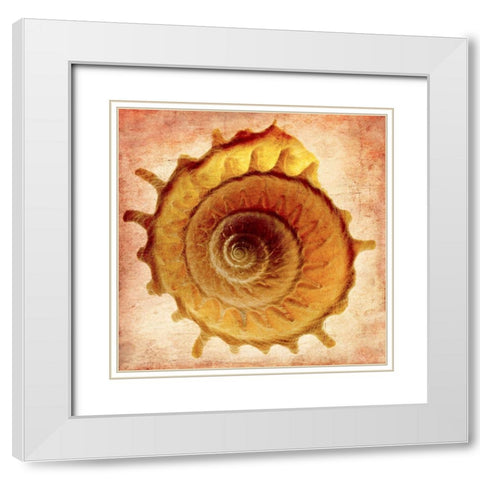 Stellaria Solaris White Modern Wood Framed Art Print with Double Matting by Reynolds, Richard