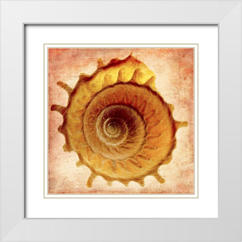 Stellaria Solaris White Modern Wood Framed Art Print with Double Matting by Reynolds, Richard