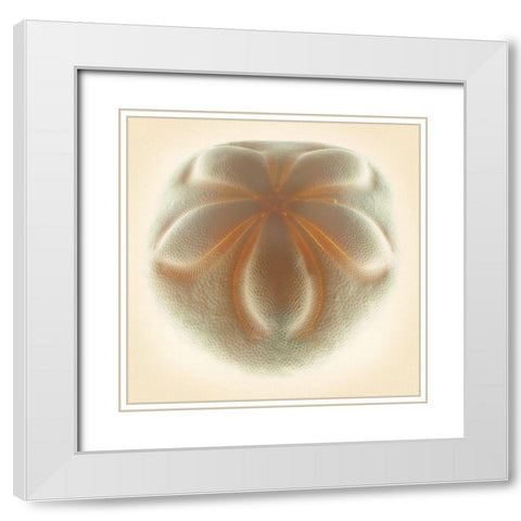 Sea Biscuit Tan White Modern Wood Framed Art Print with Double Matting by Reynolds, Richard