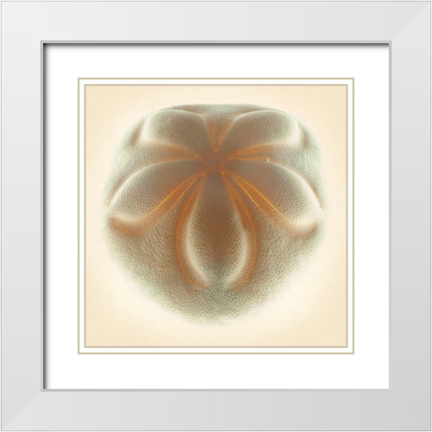 Sea Biscuit Tan White Modern Wood Framed Art Print with Double Matting by Reynolds, Richard