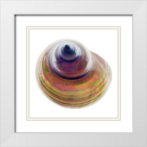 Pearl Turban Shell 1 White Modern Wood Framed Art Print with Double Matting by Reynolds, Richard