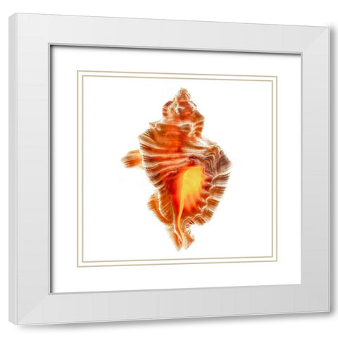 Lotoria Perryi White Modern Wood Framed Art Print with Double Matting by Reynolds, Richard