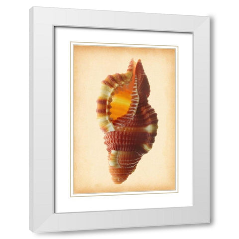 Cymatium Bibbeyi White Modern Wood Framed Art Print with Double Matting by Reynolds, Richard