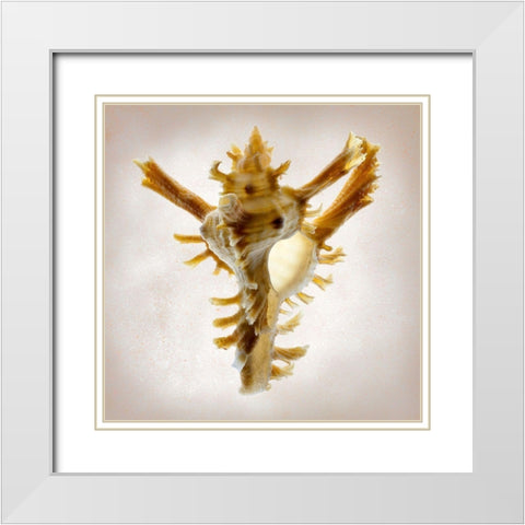 Banks Murex White Modern Wood Framed Art Print with Double Matting by Reynolds, Richard