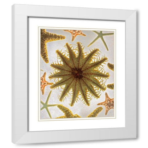 Starfish Medley White Modern Wood Framed Art Print with Double Matting by Reynolds, Richard