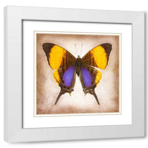 Pansy Daggerwing White Modern Wood Framed Art Print with Double Matting by Reynolds, Richard