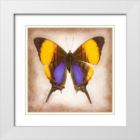 Pansy Daggerwing White Modern Wood Framed Art Print with Double Matting by Reynolds, Richard