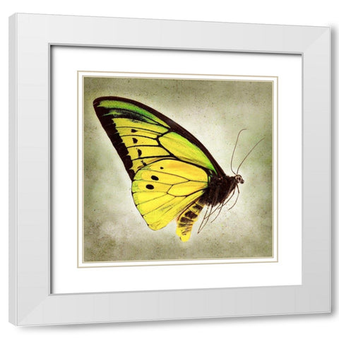 Goliath Birdwing White Modern Wood Framed Art Print with Double Matting by Reynolds, Richard