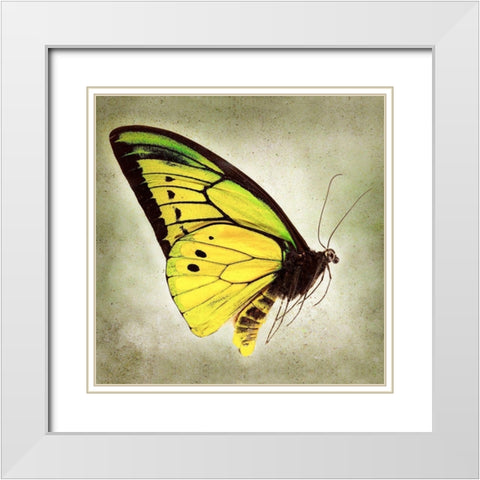 Goliath Birdwing White Modern Wood Framed Art Print with Double Matting by Reynolds, Richard