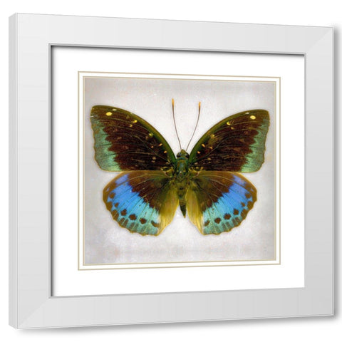 Common Archduke White Modern Wood Framed Art Print with Double Matting by Reynolds, Richard