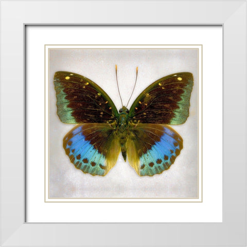 Common Archduke White Modern Wood Framed Art Print with Double Matting by Reynolds, Richard