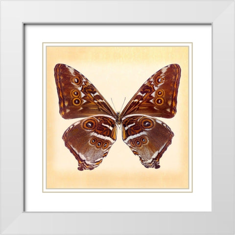 Deidamus Morpho Underside White Modern Wood Framed Art Print with Double Matting by Reynolds, Richard