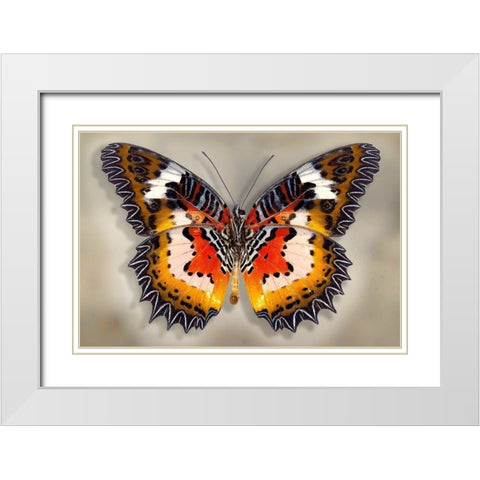 Malay Lacewing White Modern Wood Framed Art Print with Double Matting by Reynolds, Richard