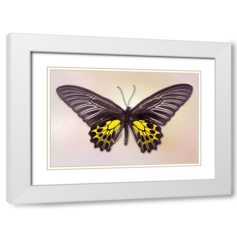 Golden Birdwing White Modern Wood Framed Art Print with Double Matting by Reynolds, Richard