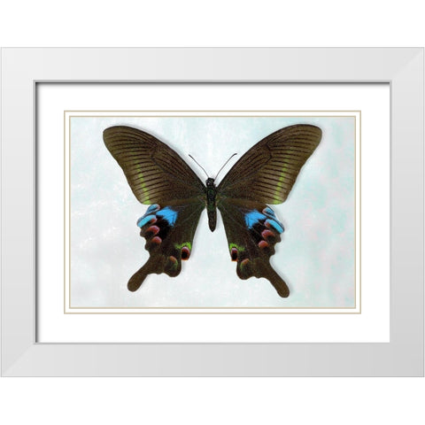Blue Peacock White Modern Wood Framed Art Print with Double Matting by Reynolds, Richard